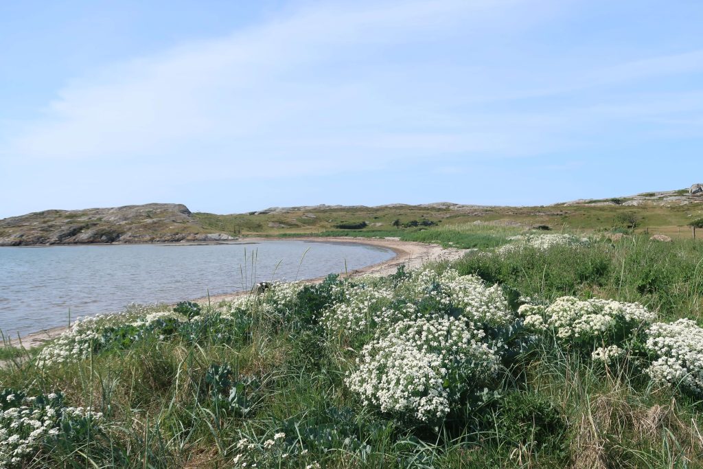 En sandig strandlinje slingrar sig längs ett lugnt vattendrag, kantat av grönt gräs och vita vildblommor, med klippiga kullar och en blå himmel i bakgrunden.