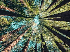 Höga träd med gröna blad sedda underifrån, med solljus som skiner genom grenarna och blå himmel synlig.