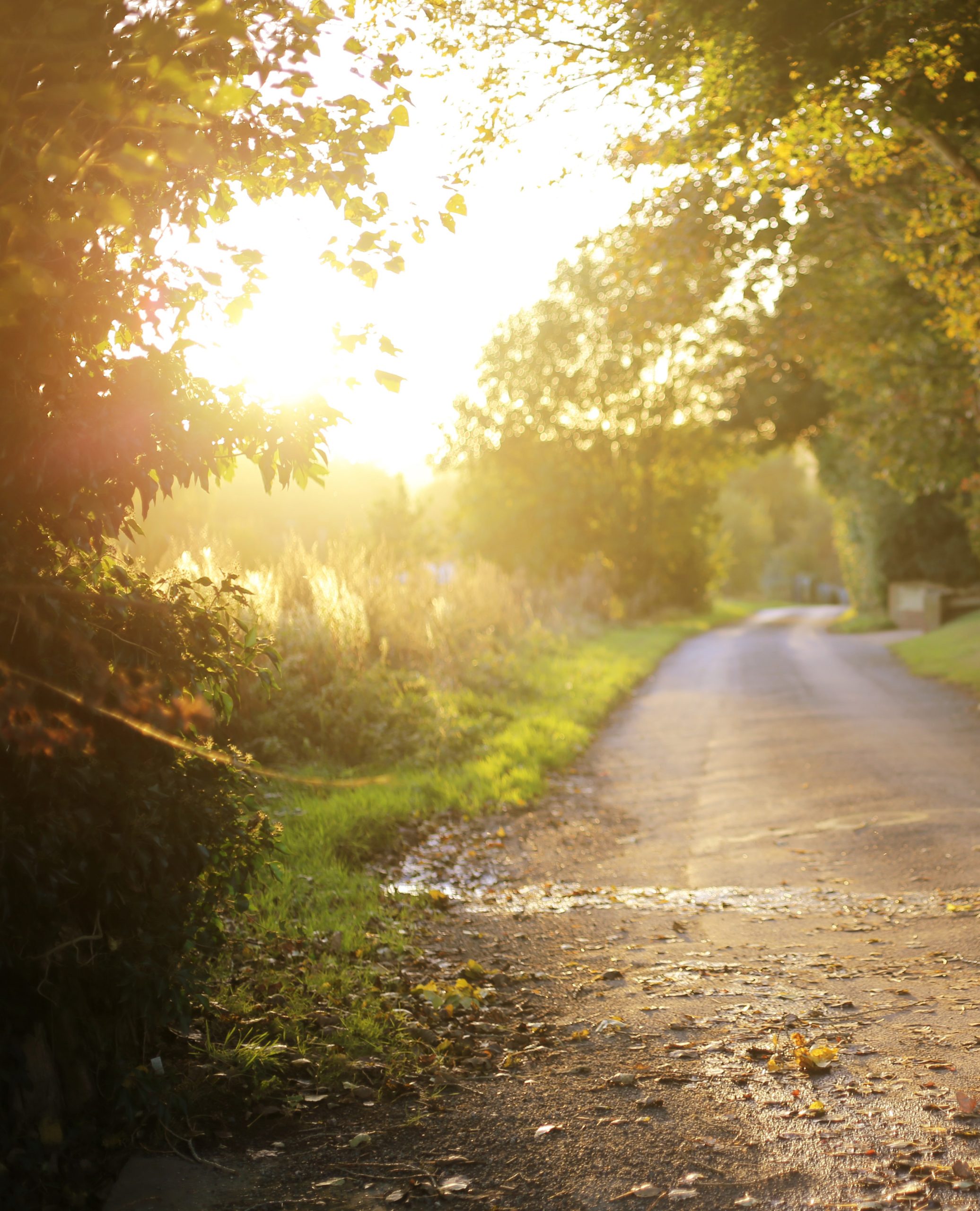 En solbelyst landsväg kantad av träd och grönt gräs en ljus, fridfull morgon.