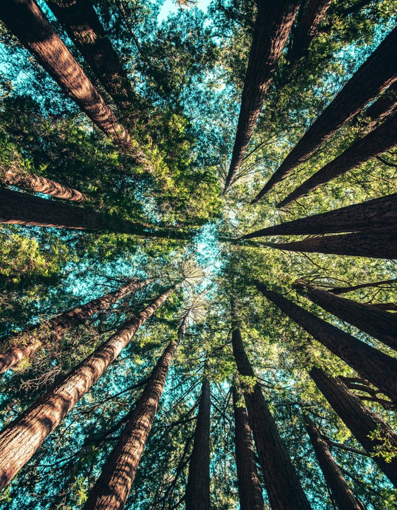 Höga träd sedda underifrån, deras gröna kronor sträcker sig upp mot en ljusblå himmel.