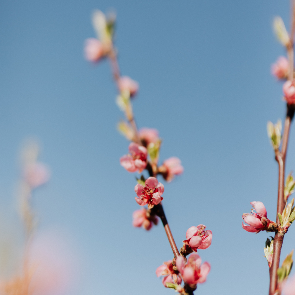 Närbild av rosa körsbärsblommor på grenar mot en klarblå himmel.