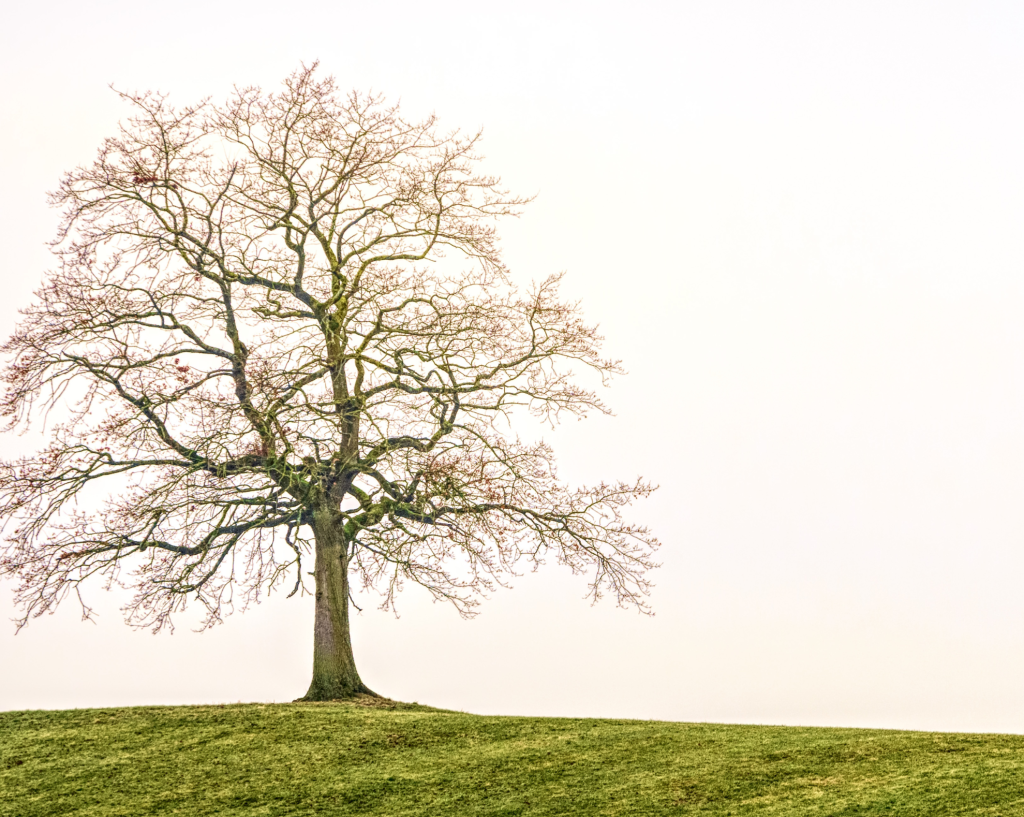 Ett träd utan blad står ensamt på en gräsbevuxen kulle under en blek, mulen himmel.