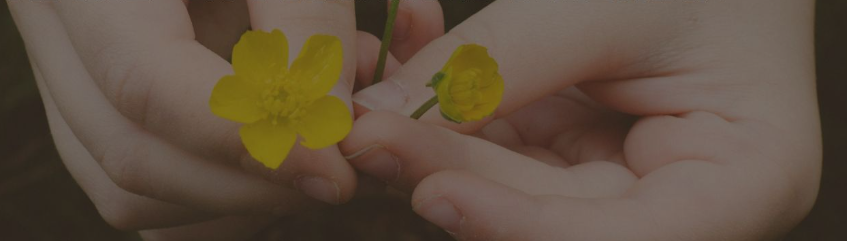 Händer som försiktigt håller i och undersöker två små gula blommor.