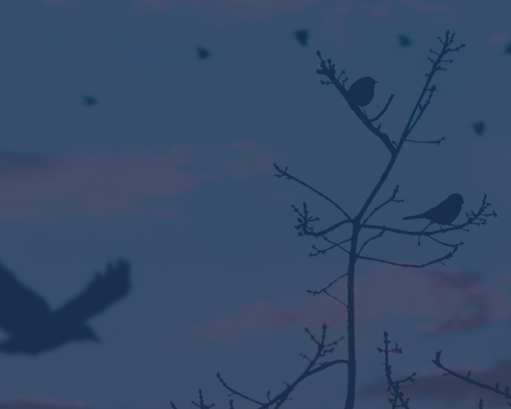 Silhuetter av fåglar som sitter på kala grenar i skymningen, med andra fåglar som flyger i bakgrunden.