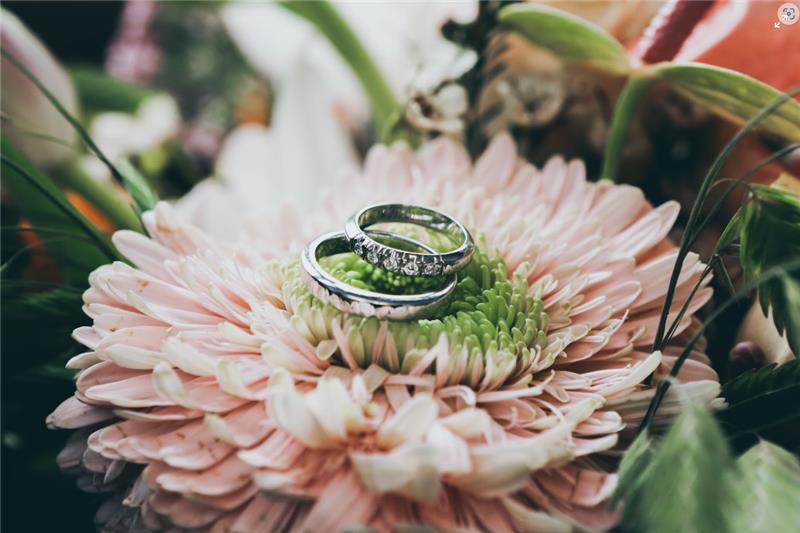 Två silverringar vilar på en rosa och grön blomma, omgiven av bladverk med mjuk fokus i bakgrunden.