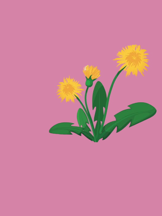 Illustration av en gul maskrosväxt med gröna blad på en rosa bakgrund.