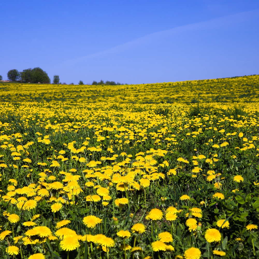 Ett fält fullt av gula blommor under en blå himmel.