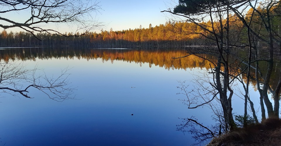 bolletjärn