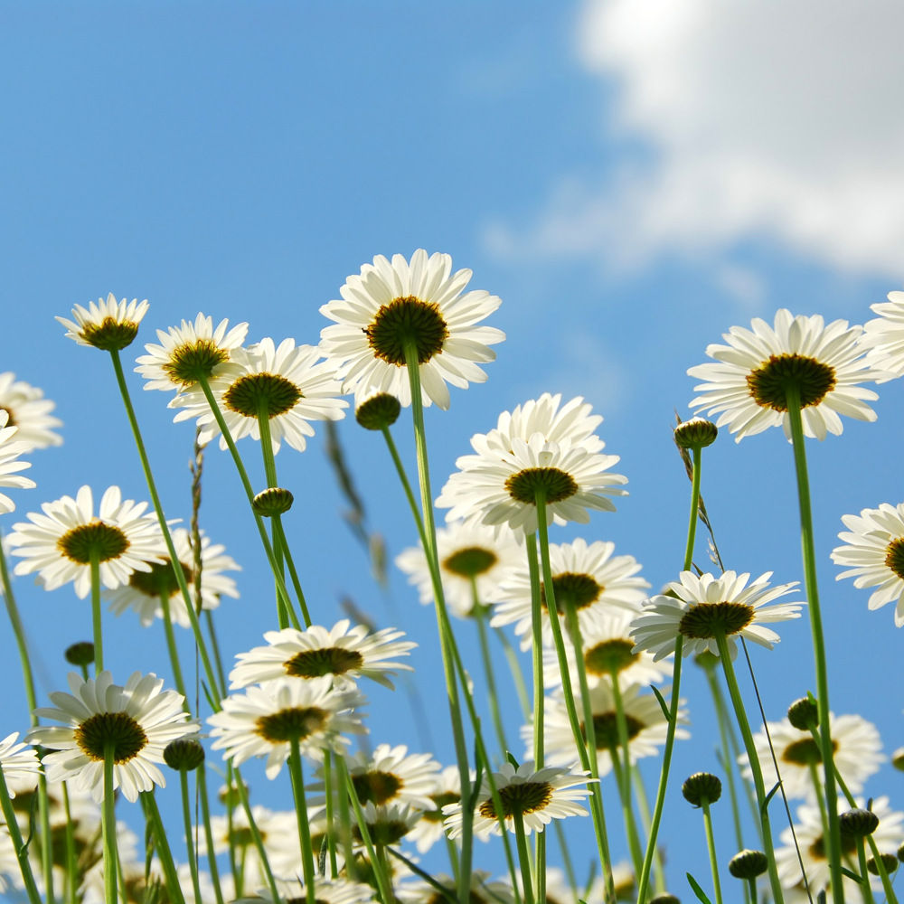 Vita blommor