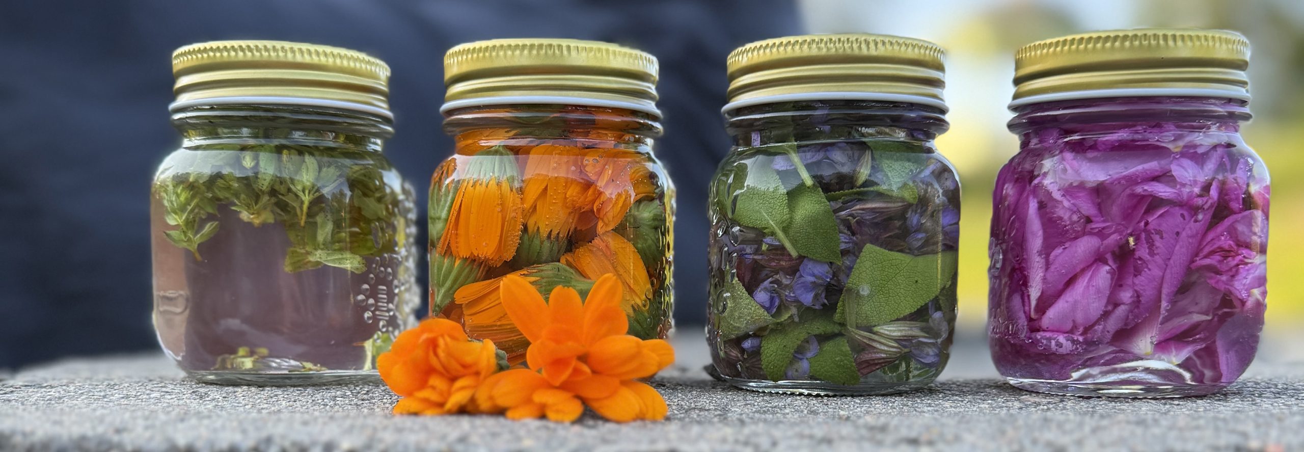 Fyra glasburkar med guldlock fyllda med färgglada örter och blommor, med orangefärgade blommor längst fram. Foto: Frida Krans, Stenegård