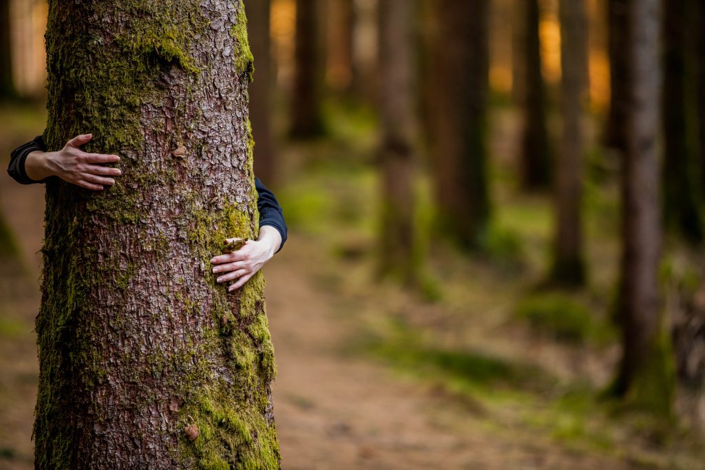En person som kramar ett träd i en skog.