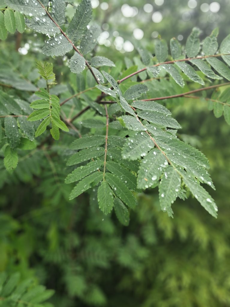 Närbild på gröna blad med vattendroppar efter regn, med en suddig naturlig bakgrund.