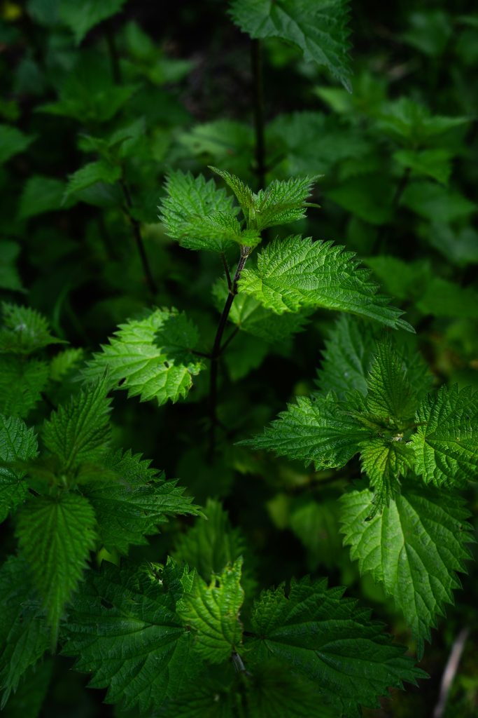 Närbild av gröna brännässleplantor med tandade blad i naturligt solljus.