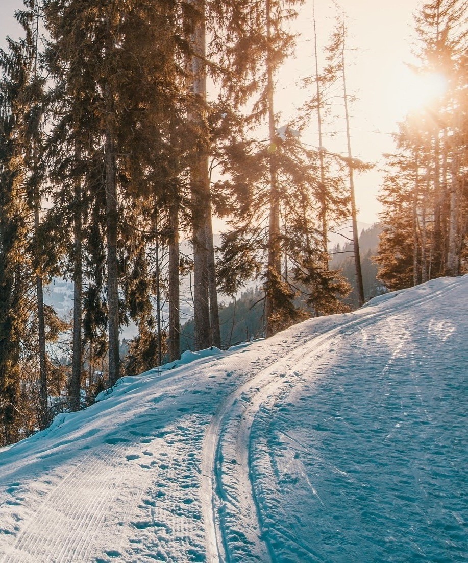 En snötäckt skidspår som slingrar sig genom höga tallar vid soluppgången, med solljuset som lyser igenom grenarna.